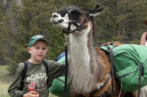Schedule Yellowstone Llamas LLAMAS Llama Trip Seppane