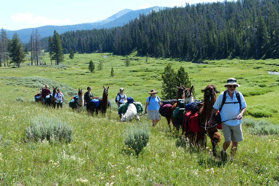 Llama Treks In Yellowstone Yellowstone Llamas Llama Treks In Yellowstone Yellowstone Llamas
